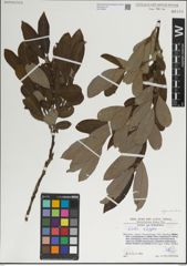 Foto von Salix laggeri Wimm.